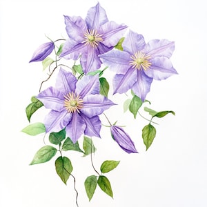 10 druckbare Clematis Blumen, Aquarell Blumen, Lila Clematis, botanische Clip Art, Clematis Design, Lila Blume