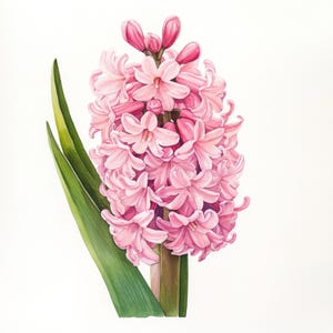 10 Printable Pink hyacinth flowers, watercolor flower, hyacinth botanical Clipart, hyacinth design, Pink flower print, symbolize playful joy