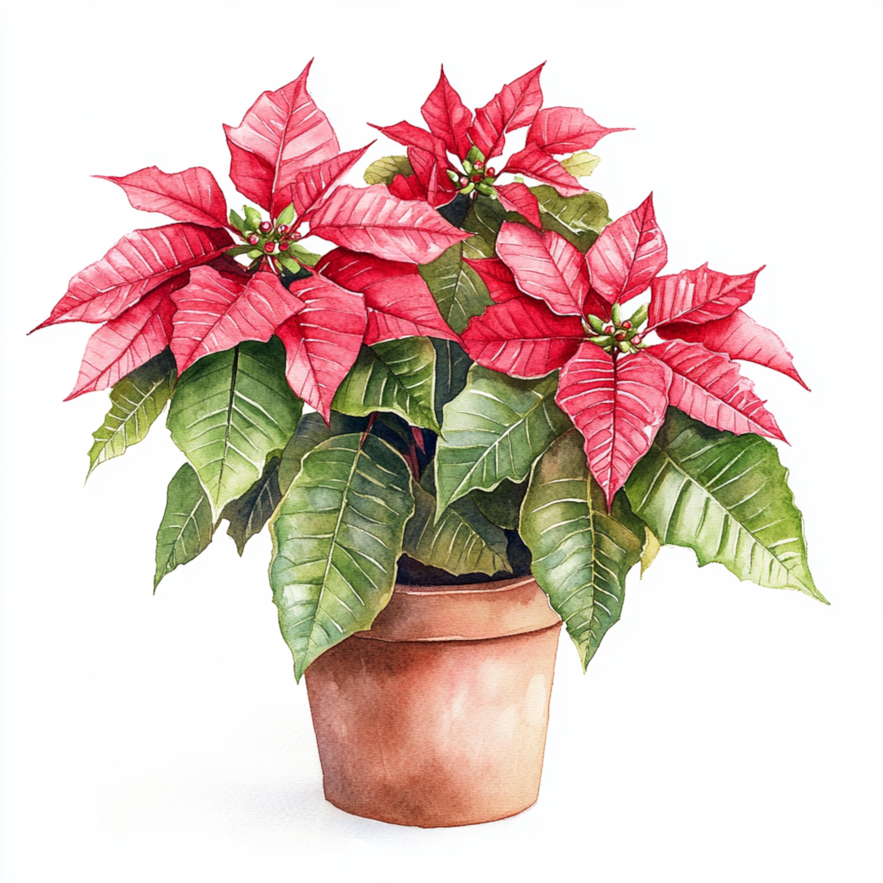 クリスマスのポインセチアの鉢植え、水彩画、クリスマスの星のクリップ