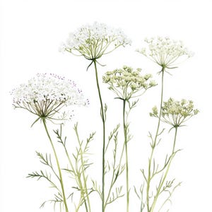 10 afdrukbare Queen Annes Lace, witte wilde bloem, Queen Annes Lace-kunst, aquarel clipart, Queen Annes Lace-print, witte bloemenkunst