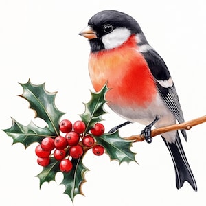 Clipart kerstgoudvink, kerstvogels, aquarelstijl, 10 kerstkaarten, goudvinkvogels, commercieel gebruik, wintervogels kunst