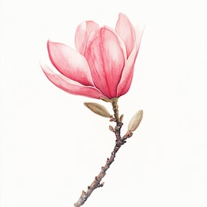 May include: A single pink magnolia flower with a bud on a branch. The flower is in full bloom and has a delicate, watercolor-like appearance.