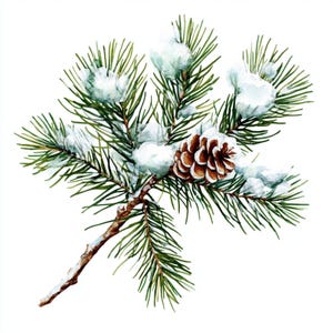 May include: A snowy pine branch with a brown pine cone. The branch is covered in white snow and the pine cone is in the center of the image.