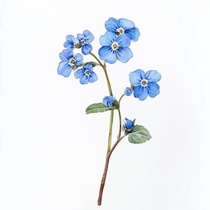 Puede incluir: Una pintura de acuarela de una delicada flor azul de nomeolvides con un tallo delgado y hojas verdes.