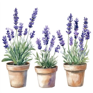 May include: Watercolor illustration of three potted lavender plants. Each plant features vibrant purple flower spikes and green foliage. The plants are in terracotta pots, set against a white background.