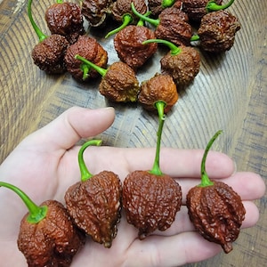 May include: A close-up of a hand holding four brown and red chili peppers. The peppers are wrinkled and have a bumpy texture. The peppers are arranged in a row, with the largest pepper on the left and the smallest pepper on the right.