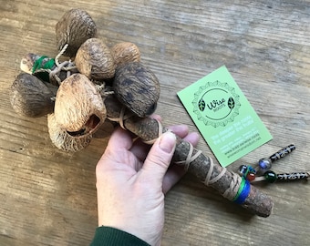 OAK RATTLE seed pod shaker protection tapar calabash beech wood shamanic tool altar sound healing vegan druid witch altar