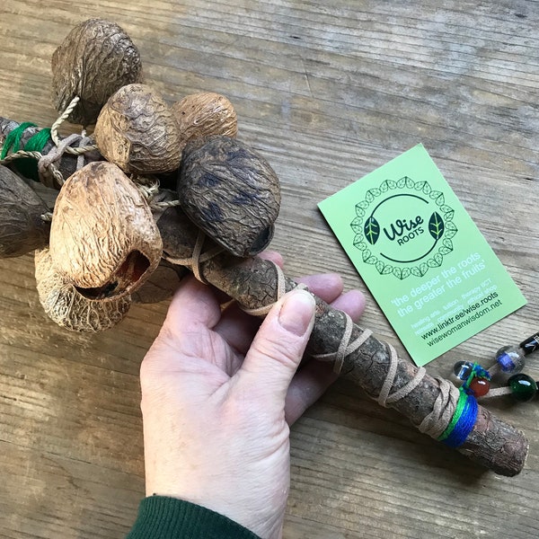 OAK RATTLE seed pod shaker protection tapar calabash beech wood shamanic tool altar sound healing vegan druid witch altar