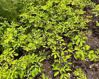 Fresh Moringa Plants 7-10 inches – Limited Supply!