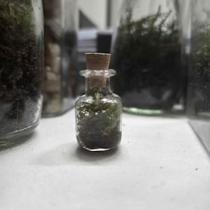 Micro Moss Terrarium