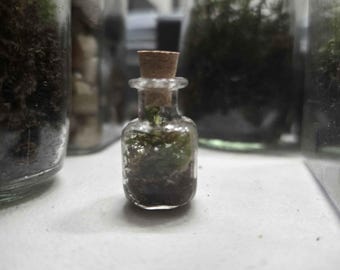 Terrario de micromusgo