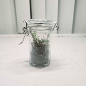Small Moss Terrarium