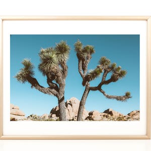 Joshua Tree Photo, Wall Art, Desert Print, Joshua Tree Photography, Coachella, California Photography, Desert Art, Boho Prints, Minimal Art