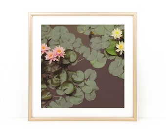 Water Lily Photo, Impresión de fotos florales, Lily Art, Fotografía de flores, Impresión de lirio de agua, Lily Pad Impresión, Lily Pad Foto, Square Photo Print