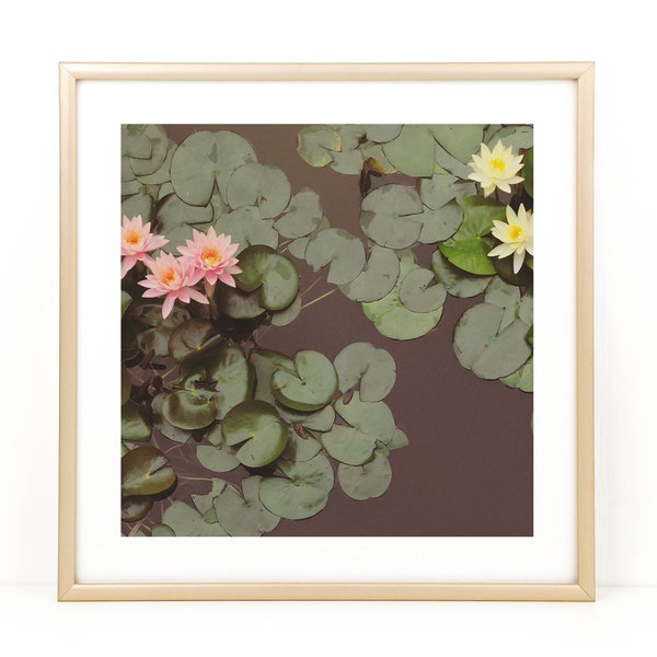 Water Lily Photo, Floral Photo Print, Lily Art, Flower Photograph, Water Lily Print, Lily Pad Print, Lily Pad Photo, Square Photo Print