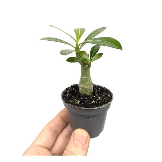 black plants indoor ZZ Plant Oscura | Houseplant main image 1