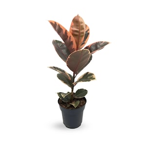 Ficus Belize | Variegated Rubber Plant - Pink & Cream Foliage