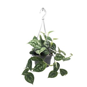 Scindapsus Pictus Argyraeus - Satin Pothos Hanging Plant