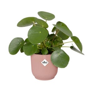 May include: A green money tree plant in a pink ribbed ceramic pot with the elho logo on the front.