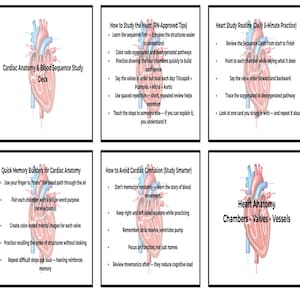 Könnte beinhalten: Ein Lernkartenset für Herzanatomie und Blutkreislauf. Das Set enthält Tipps zum Herzstudium, eine tägliche Übungsroutine und Merkhilfen. Das Bild zeigt Illustrationen des Herzens und Text.