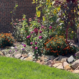 May include: A vibrant garden bed featuring a variety of colorful flowers. Sunflowers, zinnias, and marigolds in shades of yellow, pink, and orange are in full bloom. The garden is bordered by rocks and lush green grass.