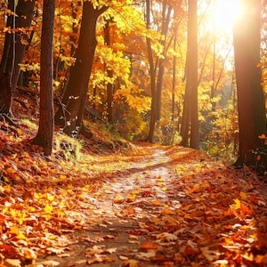Golden Autumn Forest Path Digital Art Print | Cozy Fall Leaves Trail | Nature Landscape Wall Decor 5 pcs