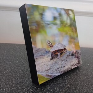 Mounted Print 5&quot;X5&quot; Painted Turtle