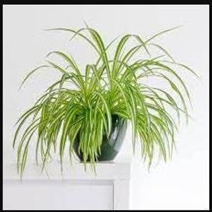 以下が含まれることがあります： 緑色のクモの巣植物が緑色の陶器の鉢に入っています。植物は長く細い葉を持ち、白い縞模様があります。