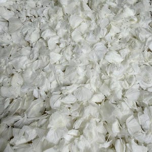 May include: A large collection of white flower petals scattered together. The petals are thin, delicate, and have a soft, slightly translucent appearance with irregular, folded edges, creating a dense, layered texture across the entire frame.