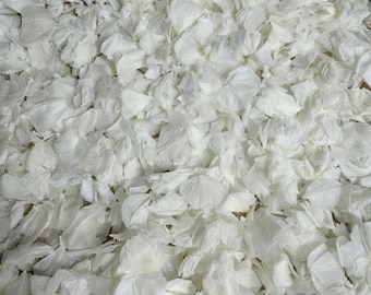 Può includere: Una grande collezione di petali di fiori bianchi sparsi. I petali sono sottili, delicati e hanno un aspetto morbido e leggermente traslucido con bordi irregolari e piegati, creando una texture densa e stratificata sull'intera immagine.