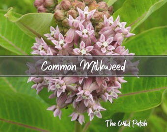 Common Milkweed - 100 seeds