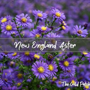 New England Aster - 500 seeds