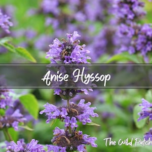 May include: Close-up of a cluster of purple anise hyssop flowers in bloom. The flowers are arranged in a dense cluster and have a delicate, feathery appearance. The background is a blur of green foliage.