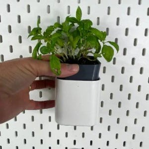 Puede incluir: Una pequeña planta verde en una maceta blanca y gris. La maceta está unida a una pared de tablero de clavijas blanco.