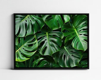 Può includere: Primo piano di un gruppo di grandi foglie di monstera verde scuro. Le foglie hanno un aspetto testurizzato, venato e sono disposte in uno schema a strati.
