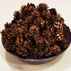 250 Mini Hemlock Pine Cones~Clean & Dried~Crafts~Bowl Fillers~Potpourri~Faerie Gardens~Wreaths~Jewelry~Christmas Ornaments~Wedding Decos