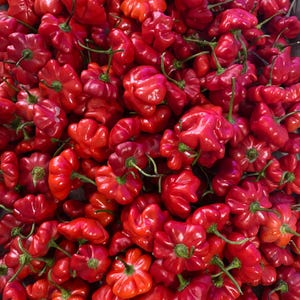 Brazilian Starfish Red Pepper Seeds