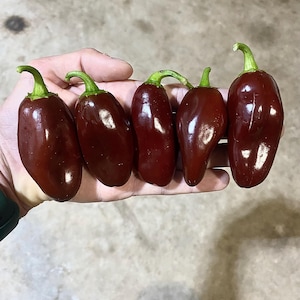Jalapeño BROWN Pepper Seeds