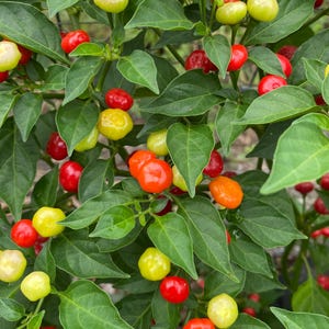 Charapita Red Pepper Seeds
