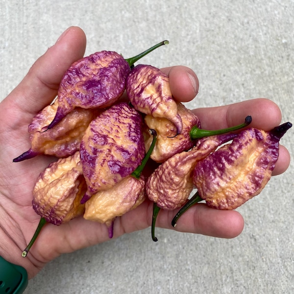 Faddas Boar Claw Purple F7 Super Hot Pepper Seeds