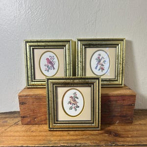May include: Three square wall frames with distressed gold finishes and black inner borders. Each frame contains an oval mat surrounding a botanical illustration of a small bird perched on a branch with leaves and berries against a white background.