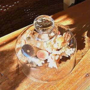 May include: A clear glass cloche with a round knob on top, filled with seashells, coral, and a sea urchin. The cloche sits on a wooden surface, creating a coastal or nautical theme. The glass dome showcases the natural elements inside.