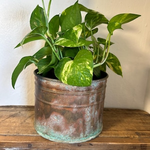 May include: A potted plant with variegated green leaves in a copper planter with a green patina. The planter is sitting on a wooden surface.