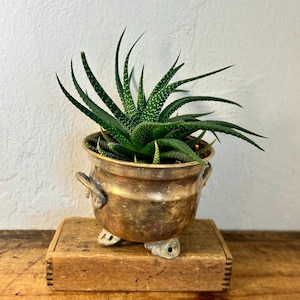 May include: A dark green Haworthia succulent with white speckled markings planted in a small, round, tarnished brass pot. The pot features two side handles and three small, rounded feet, resting on a rectangular, weathered wooden block.