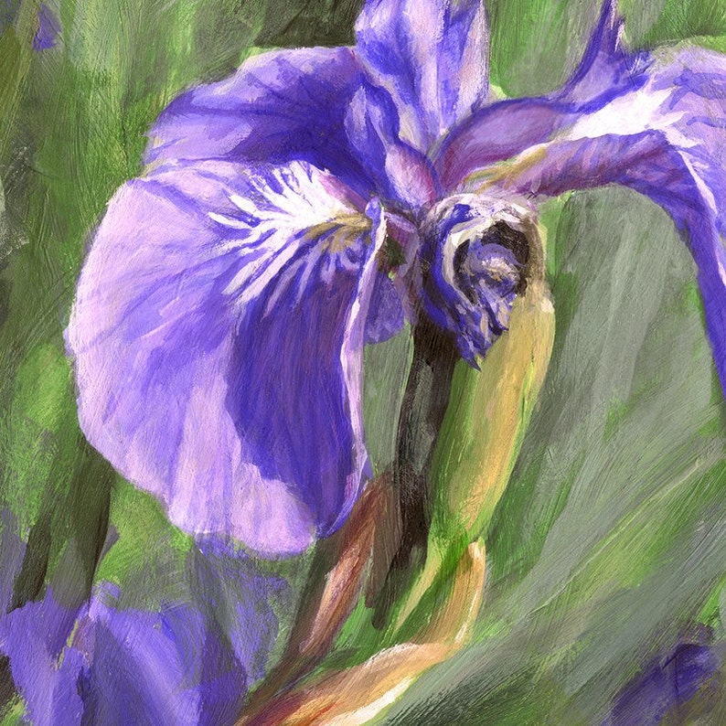 Purple Royalty Alaskan Wild Iris Wildflower Art Print By | Etsy