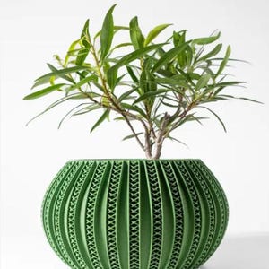 Puede incluir: Una maceta de cerámica verde con un diseño acanalado. La maceta está llena de una planta verde con hojas largas y estrechas.