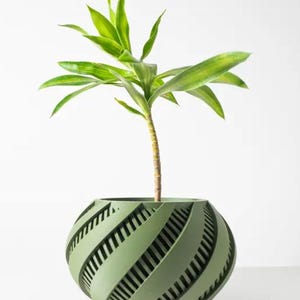 Può includere: Un vaso rotondo e geometrico di colore verde con un design a spirale. Una pianta verde con foglie lunghe e sottili sta crescendo nel vaso.