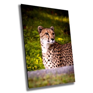 Op de afbeelding: Een cheetah met een gevlekte vacht zit in een grasveld. De cheetah kijkt naar rechts in de afbeelding. De cheetah is scherp, terwijl de achtergrond wazig is.