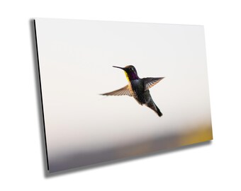 May include: A hummingbird with a yellow throat and purple head flies against a white background.