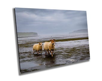 May include: Three sheep walk along a muddy beach with a distant view of a rocky cliff and a cloudy sky.
